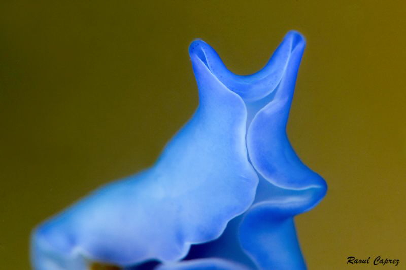 Tiny blue wave by Raoul Caprez 