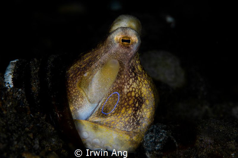 T H E . R I N G
Octopus mototi (Amphioctopus siamensis)
... by Irwin Ang 