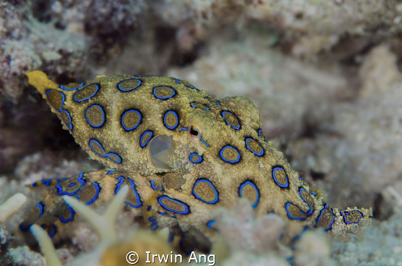 D E A D L Y
Blue-ringed octopus (Hapalochlaena)
Anilao,... by Irwin Ang 