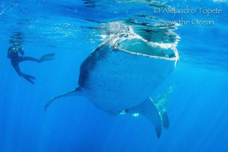 Whale Shark and Photographer, Isla Contoy México by Alejandro Topete 