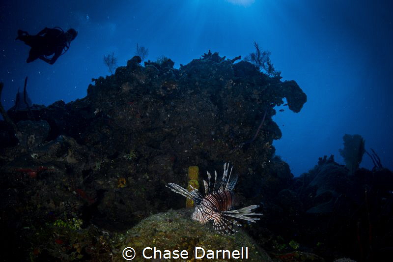 "The Den"
My favorite shot of the invasive Lion Fish. We... by Chase Darnell 