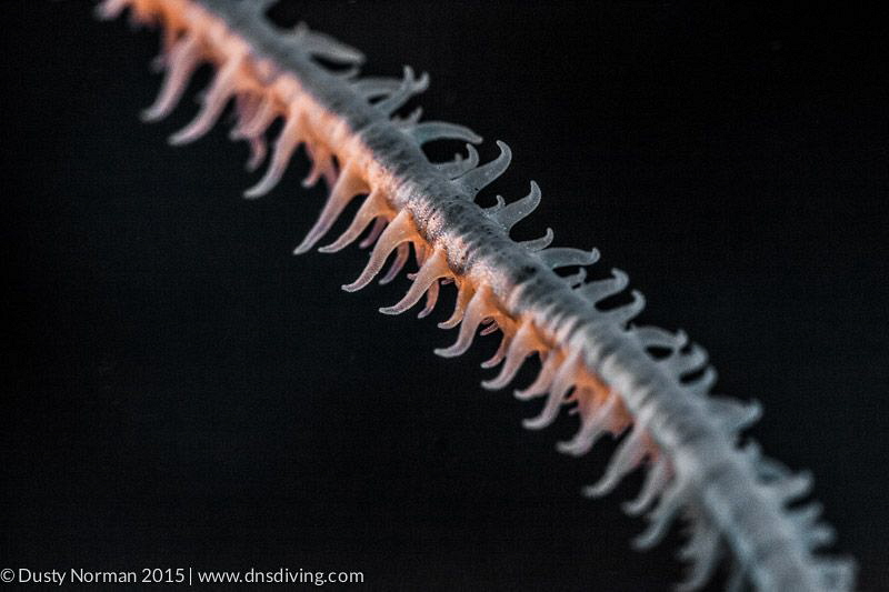 "The Ladder"
A Whip Coral lit from the back. by Dusty Norman 