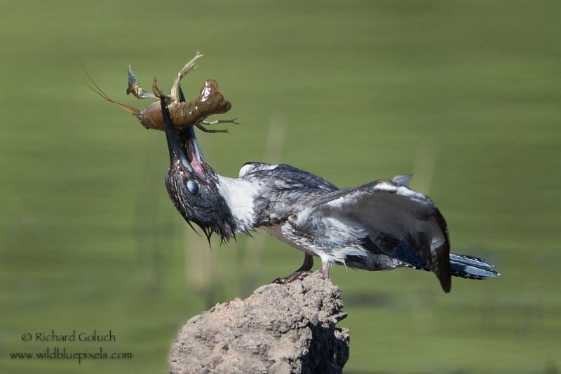 Belted Kingfisher with lunch. by Richard Goluch 