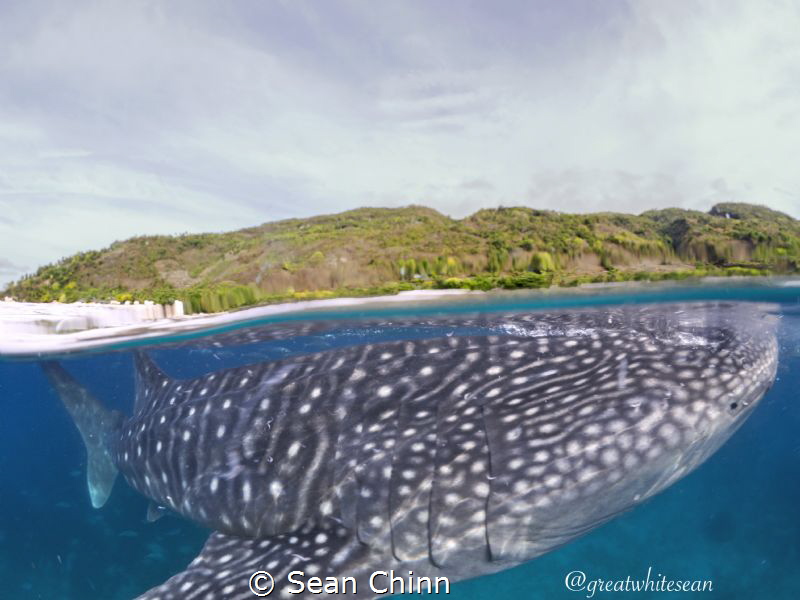 Close to a beautiful gentle giant by Sean Chinn 