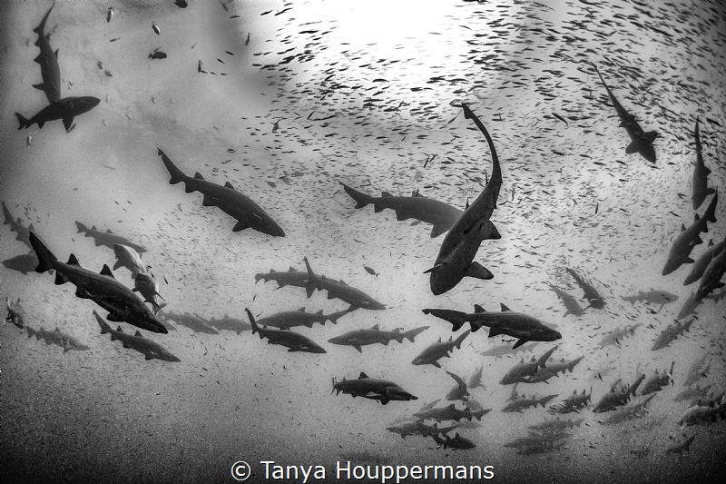 Abundance
Sand tiger sharks and bait fish congregate abo... by Tanya Houppermans 