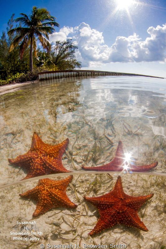 "Starry Starry Day"

Starfish Point, Grand Cayman 
The... by Susannah H. Snowden-Smith 