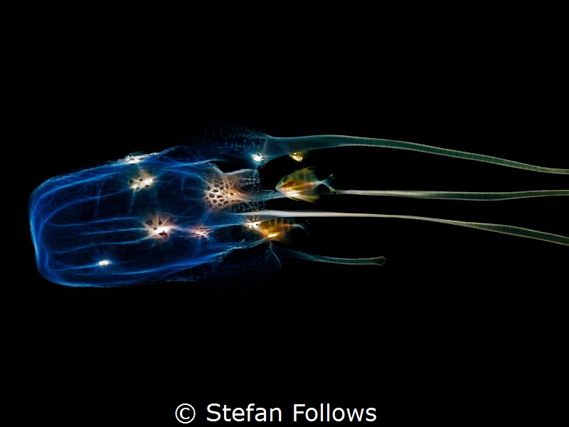 Blue Moon. Box Jellyfish - Morbakka virulenta. Sail Rock,... by Stefan Follows 