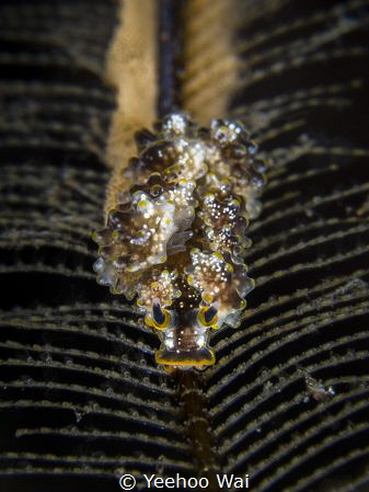 "A Trail of Life"
Doto sp. laying eggs on a hydroid
Tul... by Yeehoo Wai 