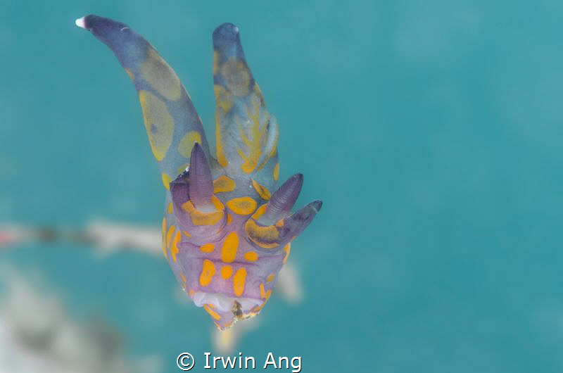 P I K A C H U
Nudibranch (Thecacera sp-purple) 
Anilao,... by Irwin Ang 