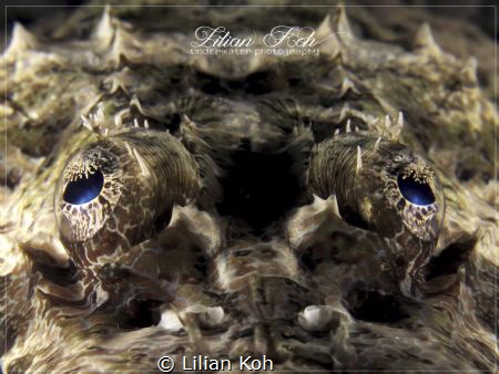 C R O C O D I L E 
Crocodile Flathead by Lilian Koh 