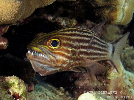 Mouthbrooding tiger cardinalfish by Laura Dinraths 