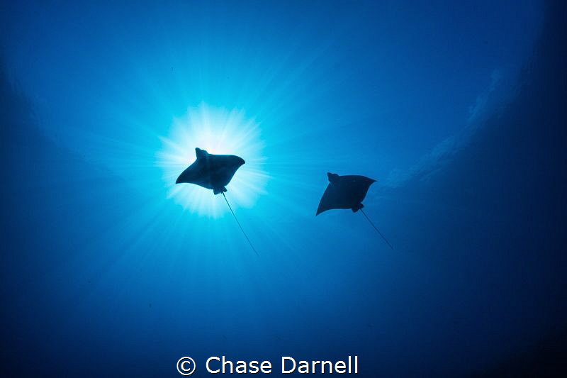 "Sky Rays" 
Two Eagle Rays fly overhead on a crystal cle... by Chase Darnell 