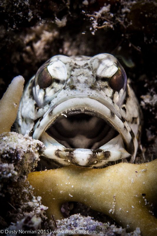 "Open Wide"
Banded Jawfish giving my camera a smile. by Dusty Norman 