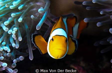 Clown fish / Similan Islands by Max Von Der Becke 