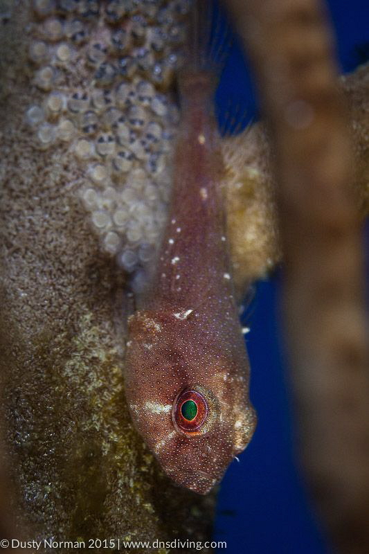 "Care"
A Red Cling Fish protecting it's eggs. by Dusty Norman 