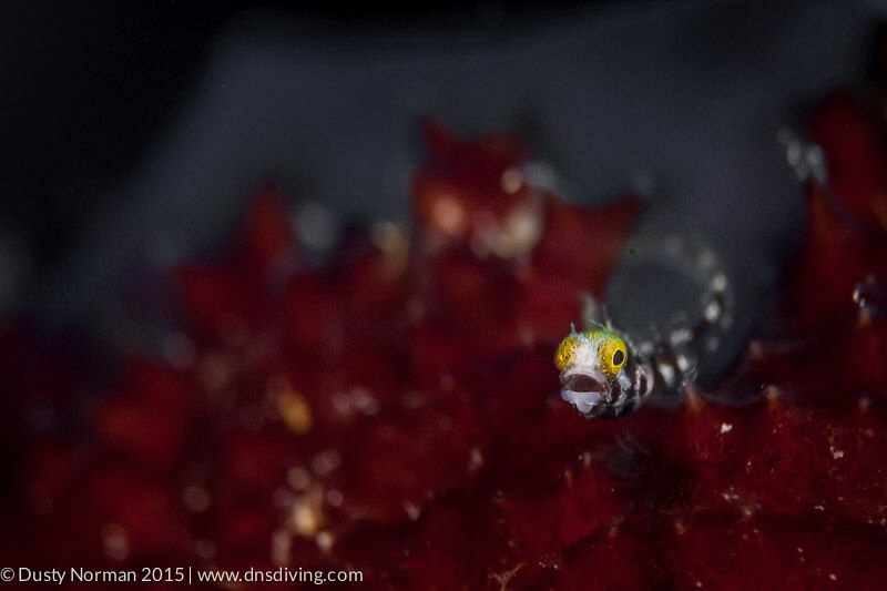 "Wide Eyed"
A Secretary Blenny caught out of his hole. T... by Dusty Norman 