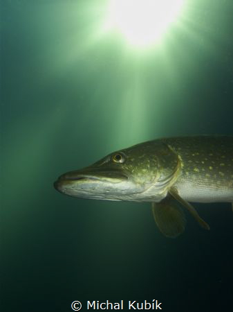 Pike in the sunlight. by Michal Kubík 