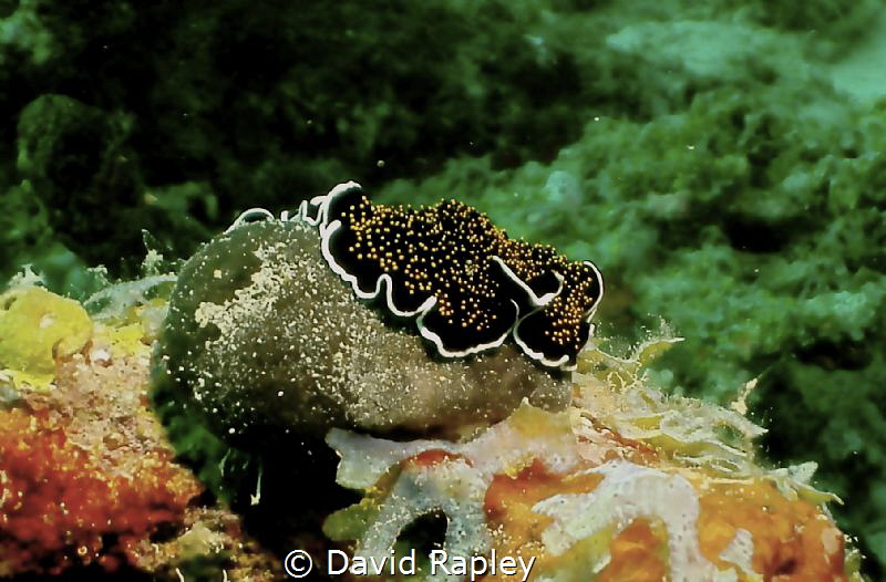 Gold spotted flat worm by David Rapley 
