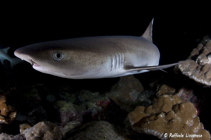white tip shark in night dive by Raffaele Livornese 