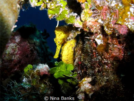 This beautiful Seahorse was taken on Cayman Brac. It stay... by Nina Banks 