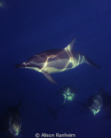 Spinner Dolphins, Big Island, Hawaii by Alison Ranheim 