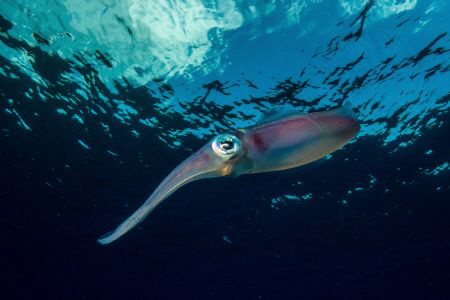 Reef squid by Eric Addicott 