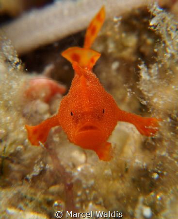 I found this little Frogfish ( about 3mm big) on the Hous... by Marcel Waldis 