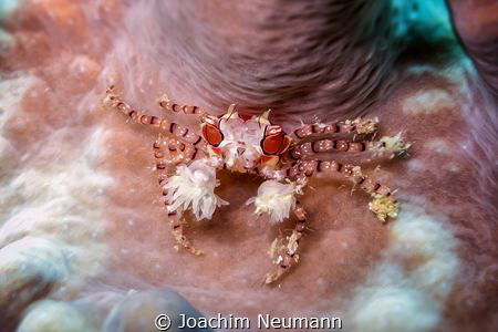 Boxer Crab by Joachim Neumann 