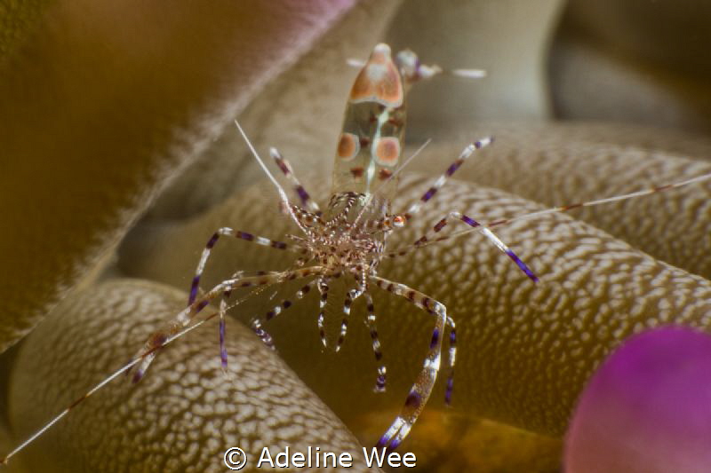Spotted Anemone Shrimp - taken by stacking a x2 and a +10... by Adeline Wee 