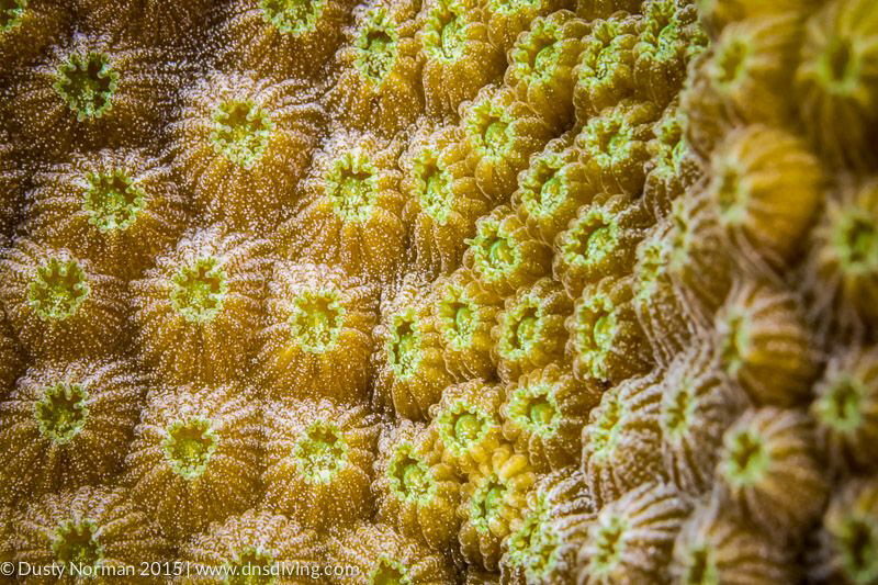 "Grooves"
A Close up of Star Coral. by Dusty Norman 