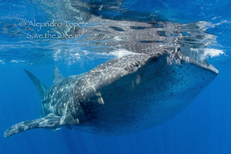 Whale Shark Hungry, Isla Contoy México by Alejandro Topete 