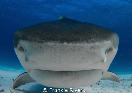 Tiger Shark Nose by Frankie Rivera 