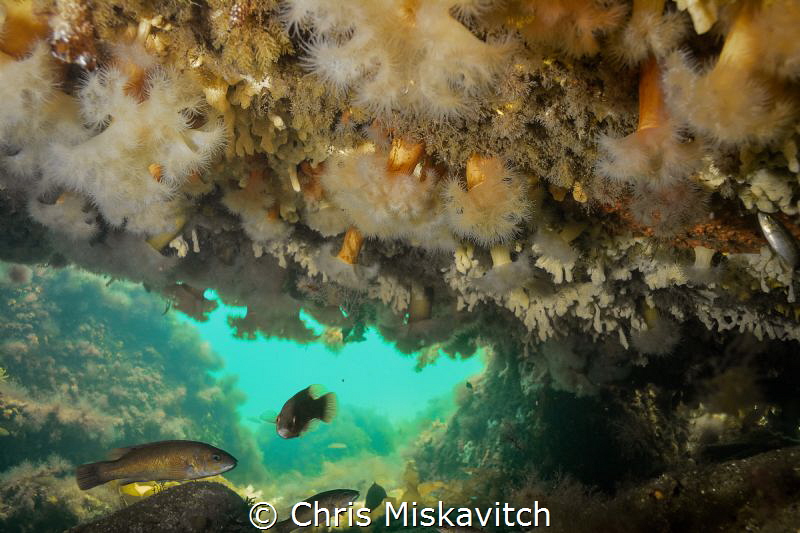 Life under the rock.....Frilled Anemone and fish making a... by Chris Miskavitch 