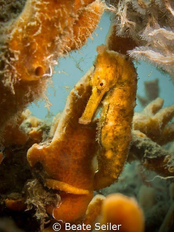 Seahorse from "under the Bridge" by Beate Seiler 