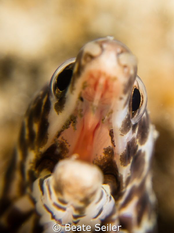 Small moray eel by Beate Seiler 