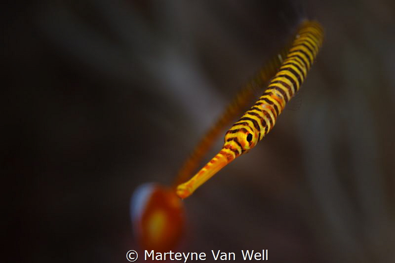 Banded pipefish dancing in front of the camera by Marteyne Van Well 