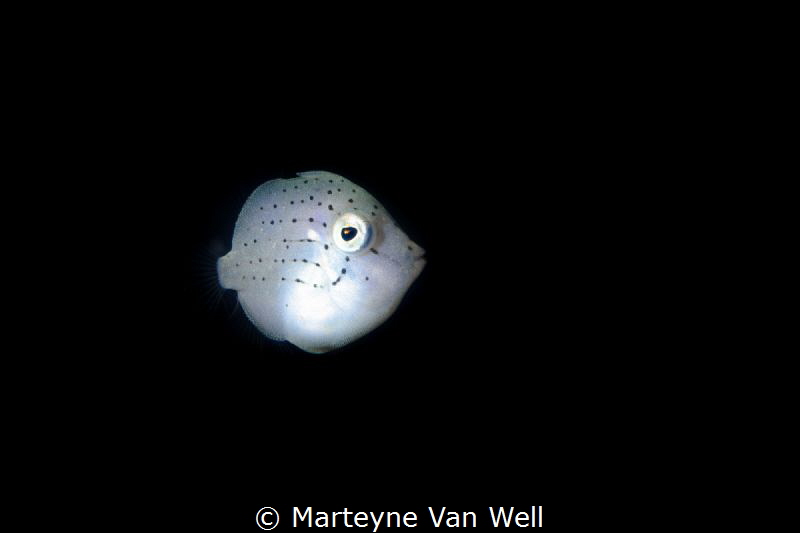 Juvenile Puffer Filefish (Brachaluteres taylori) by Marteyne Van Well 