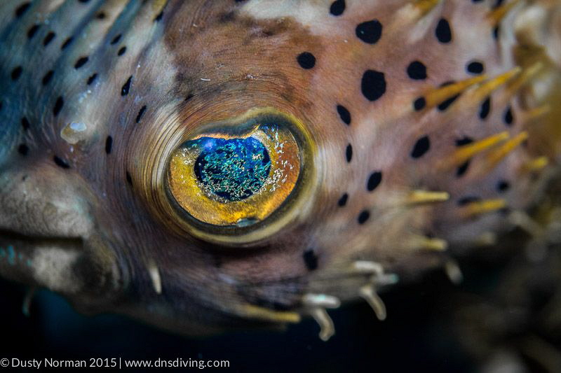 "Into the Stars"
One of the prettiest eyed fish around. by Dusty Norman 