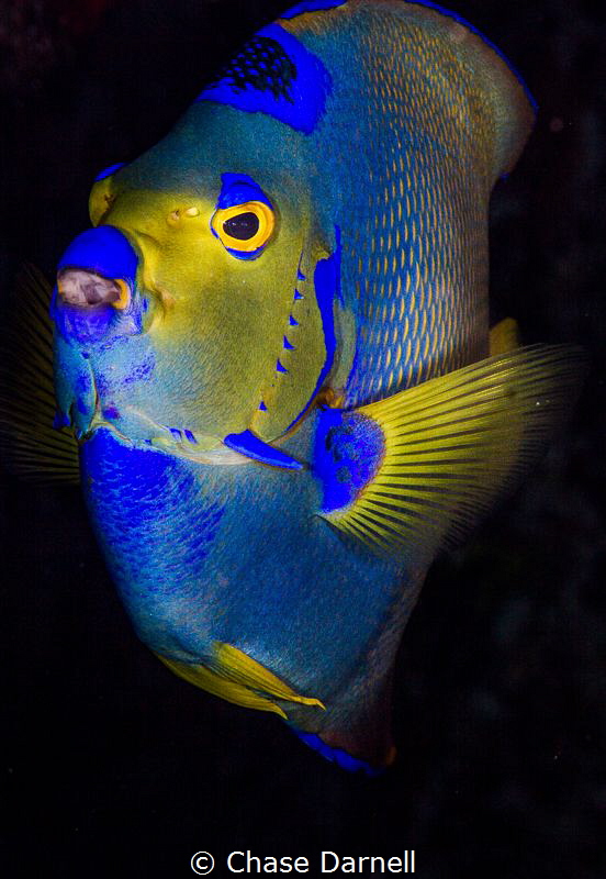"The Queen"
The colors of the Queen Angel Fish are so vi... by Chase Darnell 