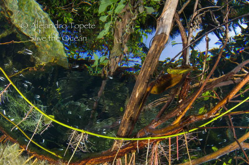Plants and mangrove, Jade River Playa del carmen by Alejandro Topete 