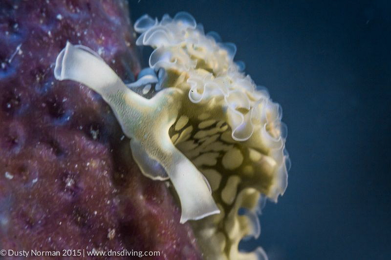 "Ruffles"
A Lettuce Sea Slug on a Rope Sponge. by Dusty Norman 