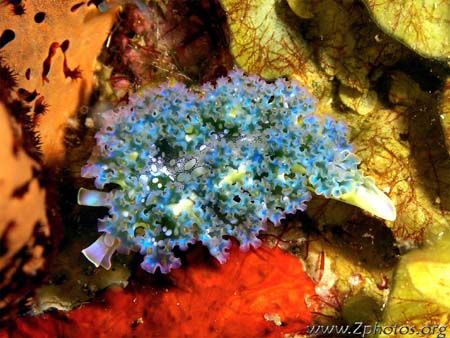 This lettuce sea slug was about the size of my thumb. A b... by Zaid Fadul 