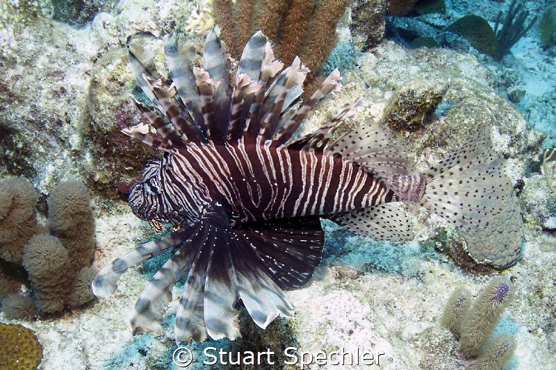 A beautiful intruder in the Caribbean. by Stuart Spechler 