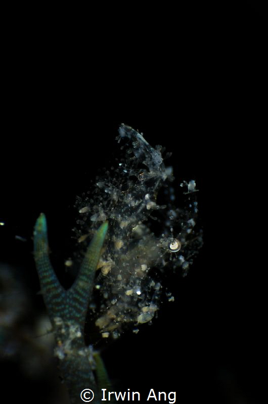 T R A N S P A R E N T
Hairy shrimp (White phycocaris sim... by Irwin Ang 