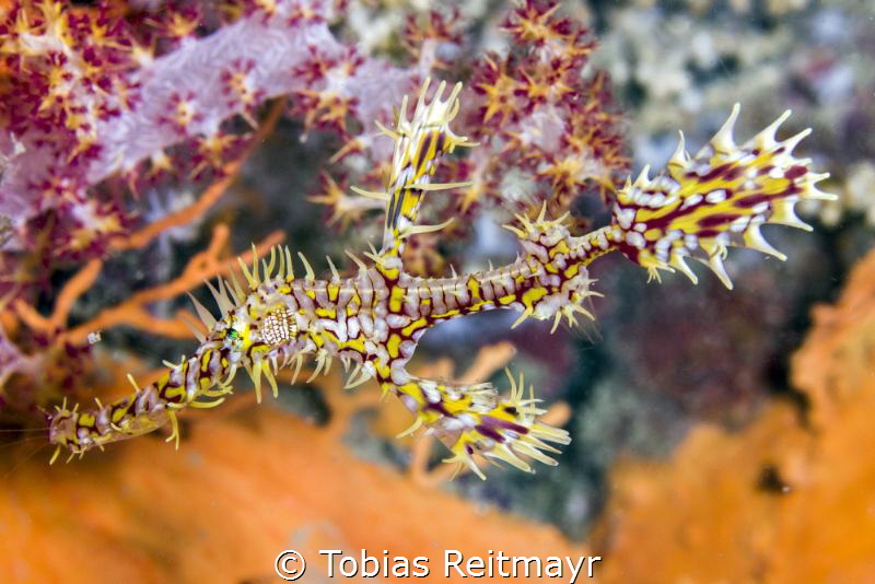 Ghostpipe Fish just swallowed a shrimp, Anemone Reef by Tobias Reitmayr 
