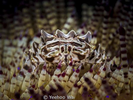 Zebra Crab (Zebrida adamsii)
Padangbai, Bali by Yeehoo Wai 