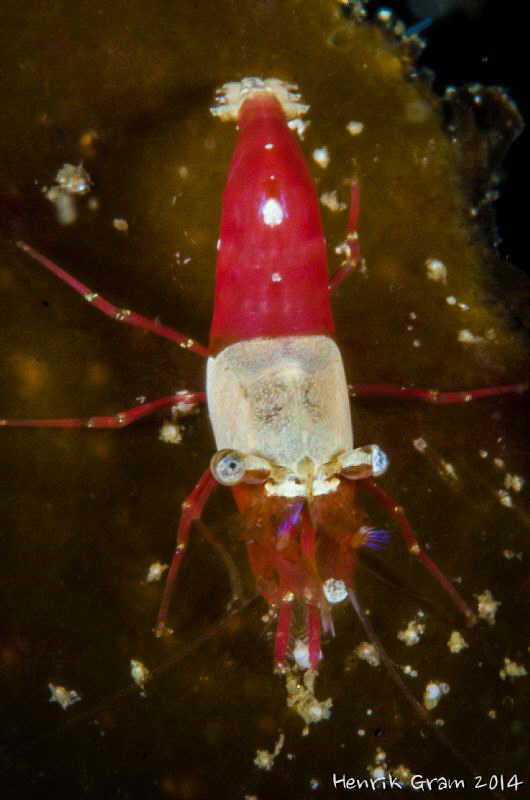Santa Klaus shrimp ? by Henrik Gram Rasmussen 