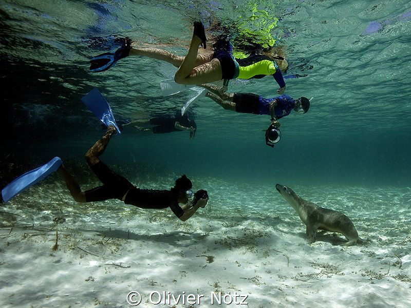 Funny scene, 4 snorkeler meeting a female sea lion. by Olivier Notz 