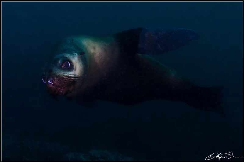 Australian Fur Seal by Kris O'keeffe 