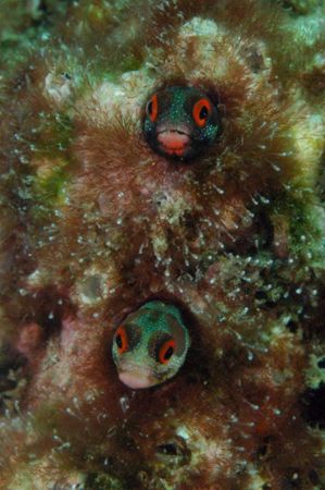 Two Blennies checking me out.
It took me a while to take... by Martin Van Gestel 